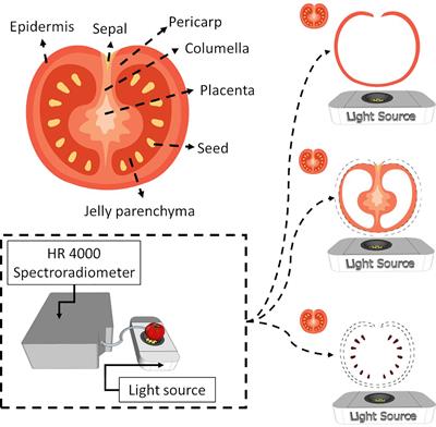 Bi-directional hyperspectral reconstruction of cherry tomato: diagnosis of internal tissues maturation stage and composition